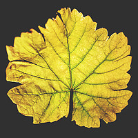 Photo Vigne Vigne - Automne  - n°24782