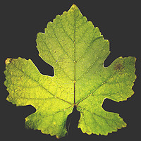 Photo Vigne Vigne - Automne  - n°24784