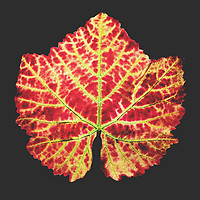 Photo Vigne Vigne - Automne  - n°24785