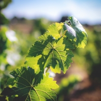 Photo Domaines-Viticoles Domaine de la Grange Petiot  - n°4737