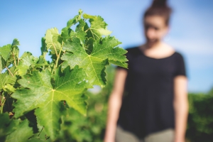 Photo Domaines-Viticoles Domaine de la Grange Petiot  - n°4740