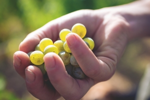 Photo Domaines-Viticoles Domaine de la Grange Petiot  - n°4744