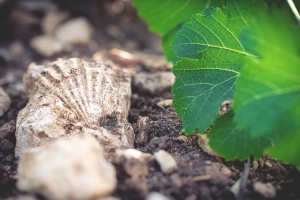 Photo Domaines-Viticoles Domaine de la Grange Petiot  - n°4745