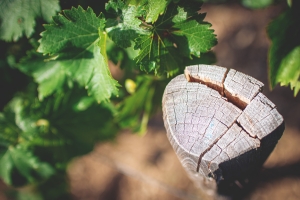 Photo Domaines-Viticoles Domaine de la Grange Petiot  - n°4748