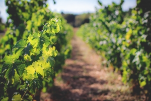 Photo Domaines-Viticoles Domaine de la Grange Petiot  - n°4752