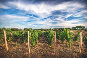 Photo Domaines-Viticoles Domaine de la Grange Petiot  - n°4753