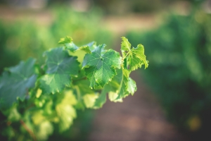 Photo Domaines-Viticoles Domaine de la Grange Petiot  - n°4754