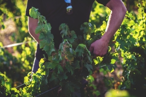 Photo Domaines-Viticoles Domaine de la Grange Petiot  - n°4764