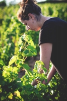 Photo Domaines-Viticoles Domaine de la Grange Petiot  - n°4765