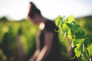 Photo Domaines-Viticoles Domaine de la Grange Petiot  - n°4766