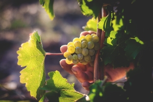 Photo Domaines-Viticoles Domaine de la Grange Petiot  - n°4769