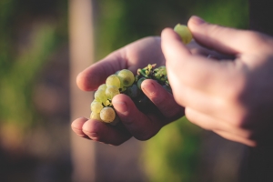 Photo Domaines-Viticoles Domaine de la Grange Petiot  - n°4772