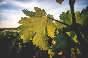 Photo Domaines-Viticoles Domaine de la Grange Petiot  - n°4775