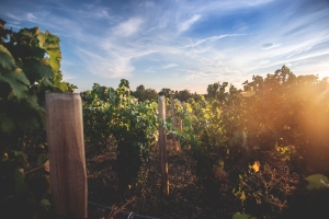 Photo Domaines-Viticoles Domaine de la Grange Petiot  - n°4776