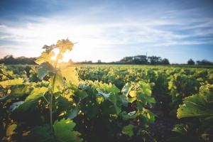 Photo Domaines-Viticoles Domaine de la Grange Petiot  - n°4778