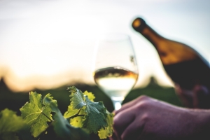 Photo Domaines-Viticoles Domaine de la Grange Petiot  - n°4780