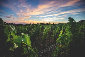 Photo Domaines-Viticoles Domaine de la Grange Petiot  - n°4784