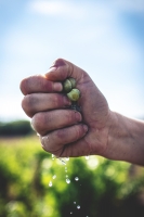 Photo Domaines-Viticoles Domaine de la Grange Petiot  - n°4788