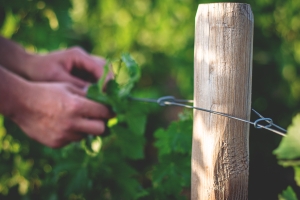 Photo Domaines-Viticoles Domaine de la Grange Petiot  - n°4789