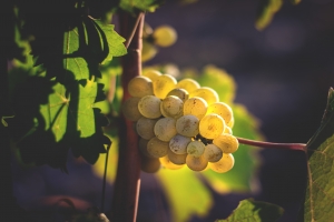 Photo Domaines-Viticoles Domaine de la Grange Petiot  - n°4790