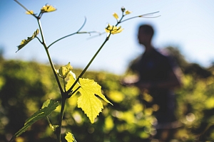 Photo Domaines-Viticoles Domaine Michel Arcelain