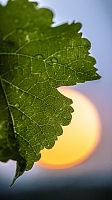 Photo Vigne Vigne - Été