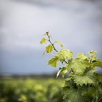 Photo Vigne Vigne - Été