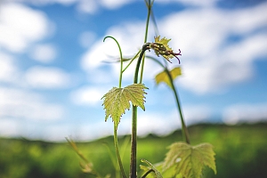 Photo Vigne Vigne - Été