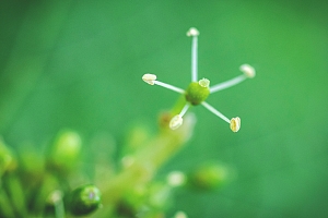 Photo Vigne Vigne - Été