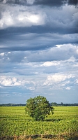 Photo Vigne Vigne - Été