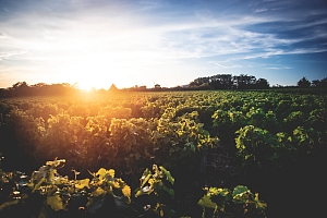 Photo Vigne Vigne - Été