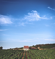 Photo Vigne Vigne - Été