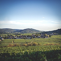 Photo Vigne Vigne - Été