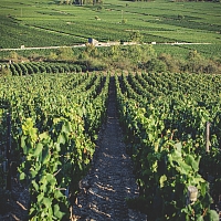 Photo Vigne Vigne - Été