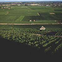 Photo Vigne Vigne - Été