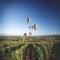 Photo Vigne Vigne - Été