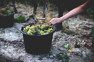 Photo Domaines-Viticoles Mas des Quernes