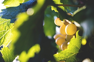 Photo Domaines-Viticoles Mas des Quernes