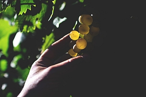 Photo Domaines-Viticoles Mas des Quernes